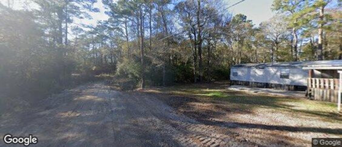 Pine Forest in Beaumont